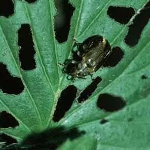 thumbnail for publication: Viburnum Leaf Beetle Pyrrhalta viburni (Paykull) (Insecta: Coleoptera: Chrysomelidae)